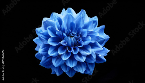 Navy Blue Flower on black isolated background for design