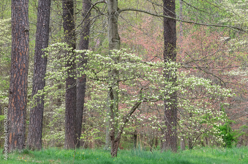 Landscape of spring dogwoods in bloom, Bernheim Forest, Kentucky, USA photo