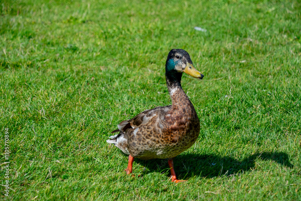 The Swedish Blue or Blue Swedish is a Swedish breed of domestic duck. The Swedish Blue or Blue Swedish is a Swedish breed of domestic duck.