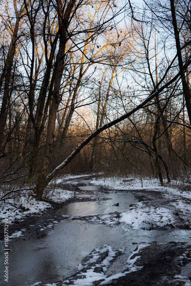 Tranquil forest landscape showcasing icy puddles and delicate tree silhouettes. Tranquil forest landscape showcasing icy puddles and delicate tree silhouettes.