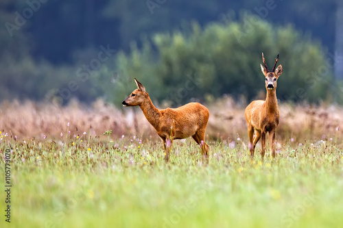 Obraz na plátně Buck deer with roe deer in the wild