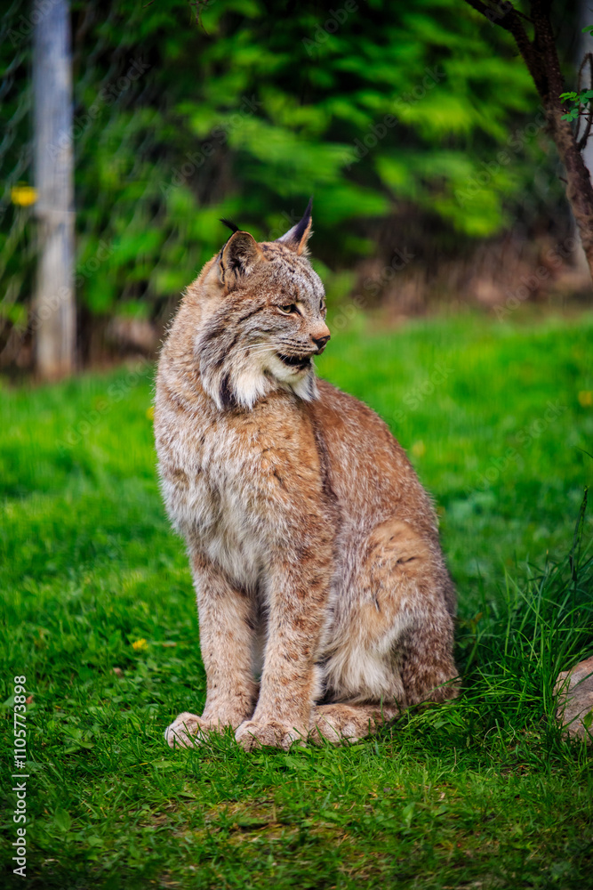 A cat is sitting on the grass in a zoo enclosure A cat is sitting on the grass in a zoo enclosure