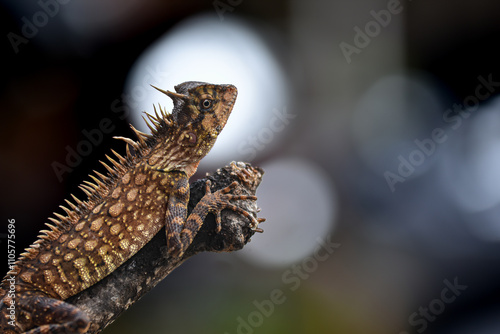 Acanthosaura capra is a species of Agamid lizards: commonly known as the mountain horned dragon photo