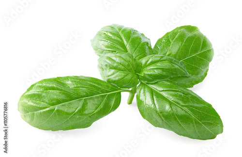 Basil leaf isolated on white background. Macro. clipping path