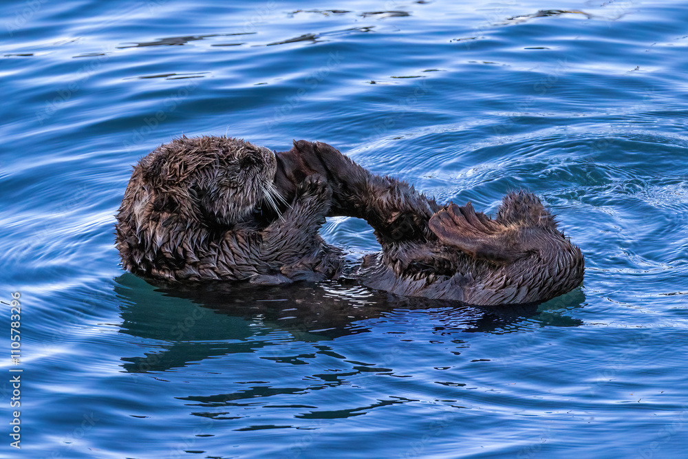 Obraz premium Sea otter&nbsp;(Enhydra lutris) floating on the water of Morro Bay, California, holding one foot by its mouth. 