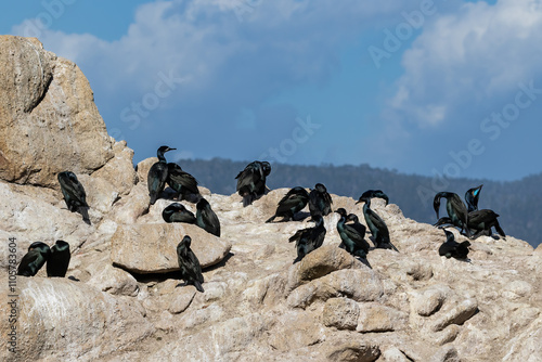 Brandt's cormorants (Urile penicillatus) gathered together on a rock in Point Lobos State Natural Reserve, Monterey, California. 
 photo