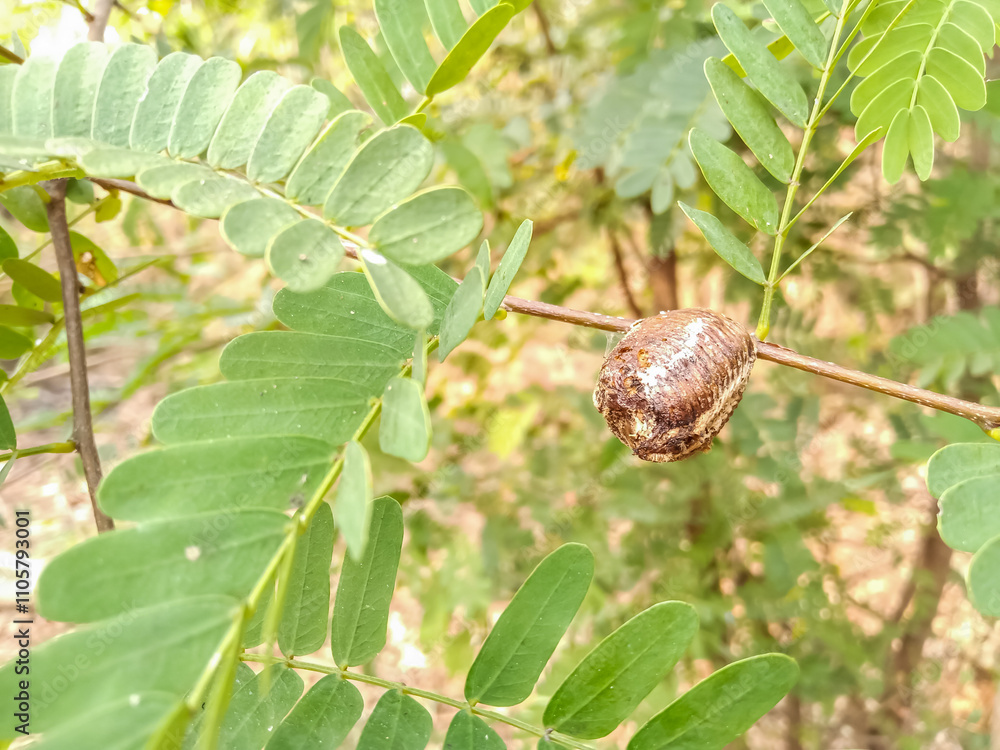 Eggs of Asian jumping mantis or Statilia maculata, Found on tree trunks Eggs of Asian jumping mantis or Statilia maculata, Found on tree trunks