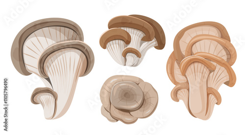 Illustration of Oyster Mushrooms Variety Set