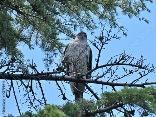 オオタカ Eurasian Goshawk photo