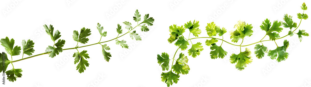 custom made wallpaper toronto digitalFresh Green Fern Leaves Isolated on White Background for Natural Design Projects