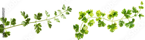 Wallpaper Mural Fresh Green Fern Leaves Isolated on White Background for Natural Design Projects Torontodigital.ca