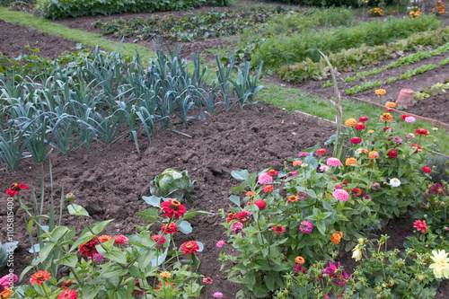 Potager : poireaux, choux photo