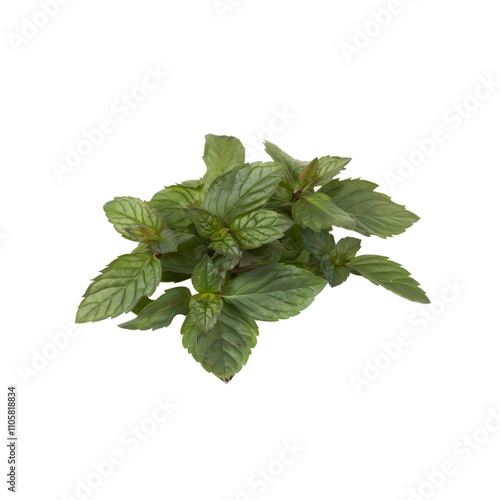 Detailed view of a cluster of peppermint leaves isolated on a transparent background, capturing their natural arrangement and fragrant freshness.