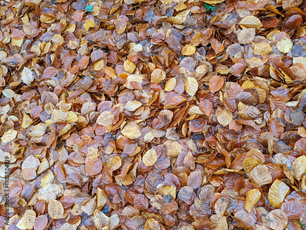 Wet Brown Fallen Leaves on A Forest Floor In Winter or Autumn Season Wet Brown Fallen Leaves on A Forest Floor In Winter or Autumn Season