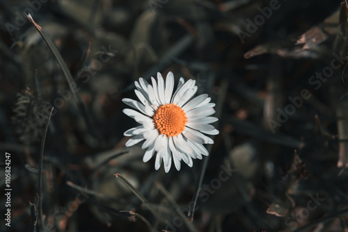 Einsame Gänseblümchenblüte – Naturminimalismus im Fokus photo