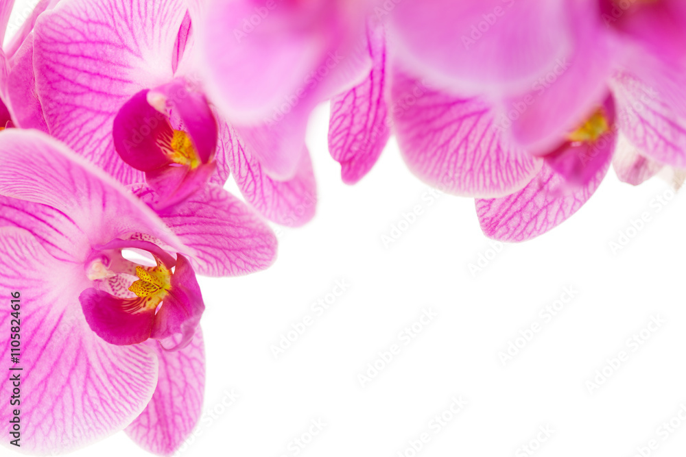 Fototapeta premium Orchid Blossom Background Bright Blooms 