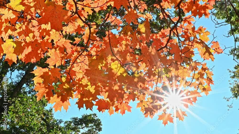 The fall foliage of Concord in Massachusetts, USA with sun rays coming from among the leaves. The fall foliage of Concord in Massachusetts, USA with sun rays coming from among the leaves.