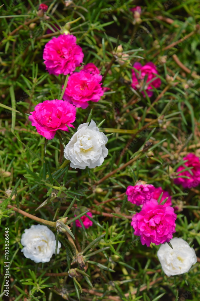 Obraz premium Beautiful Hot Pink Portulaca Grandiflora