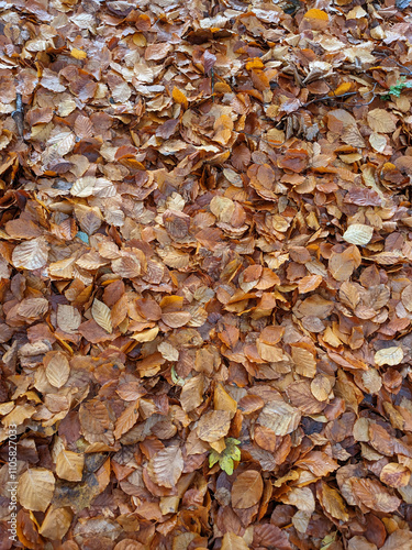 Wet Brown Fallen Leaves on A Forest Floor In Winter or Autumn Season