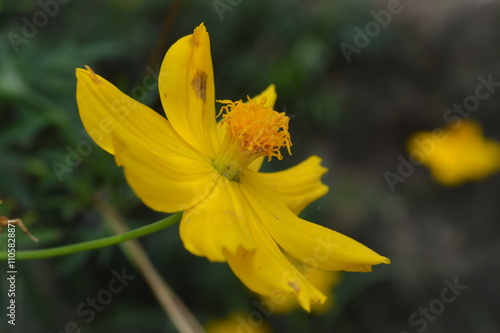 Coreopsis verticillata photo