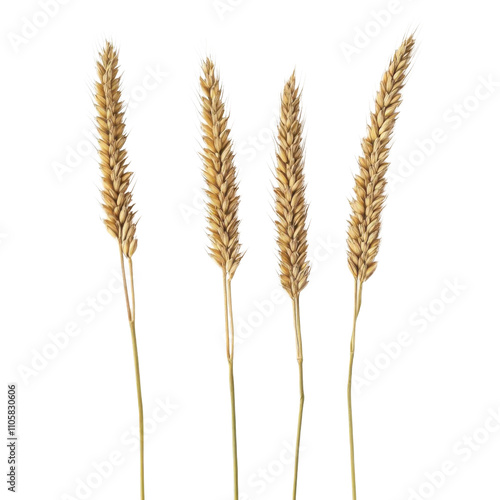 Realistic wheat spikelets set on transparent background. Vector illustration.