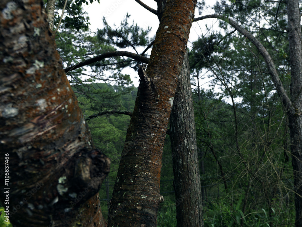 Fototapeta premium tree in the woods