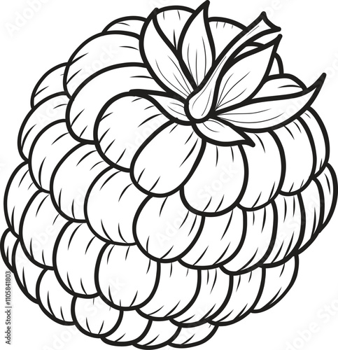 Raspberry berry vector illustration in sketch style on isolated background. Hand drawn line art image of summer fruit for packaging and design.