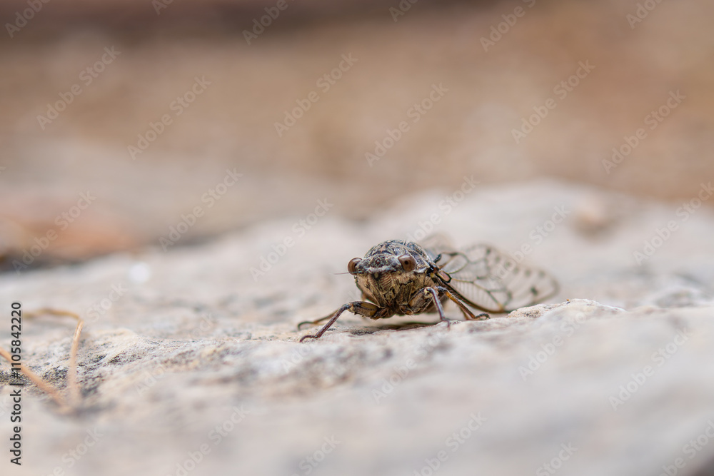 Obraz premium Cicada on a rock, detailed image