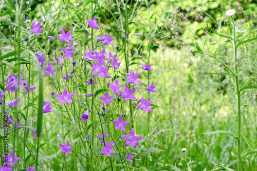 Campanula patula or bellflowers wild flowering plant in a summer garden.