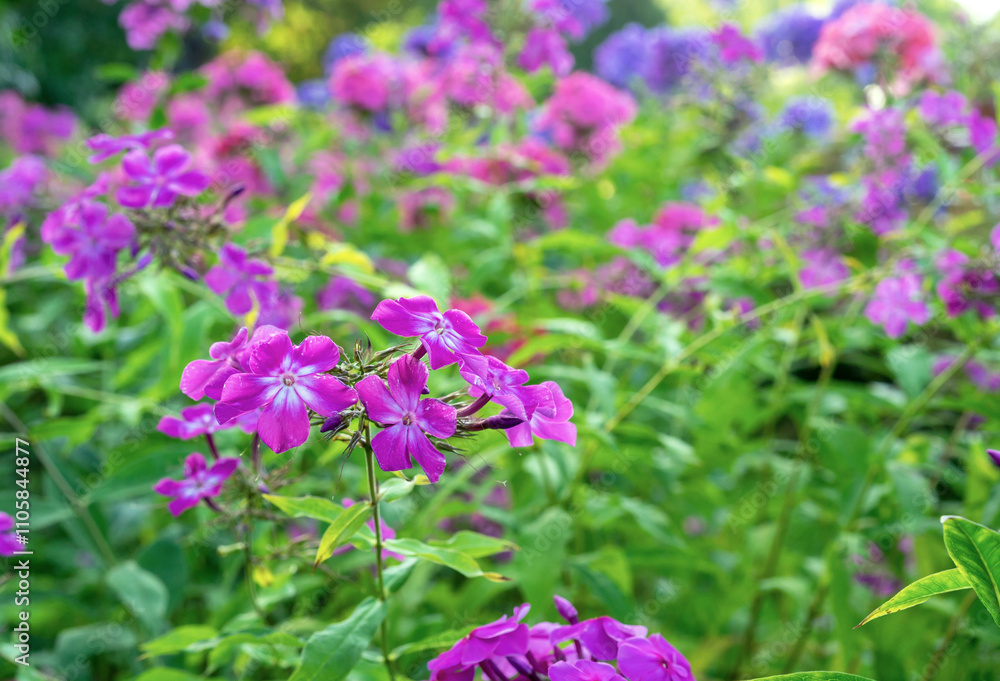 Purply garden Phlox (Phlox paniculata) blooms in a summer garden. Purply garden Phlox (Phlox paniculata) blooms in a summer garden.
