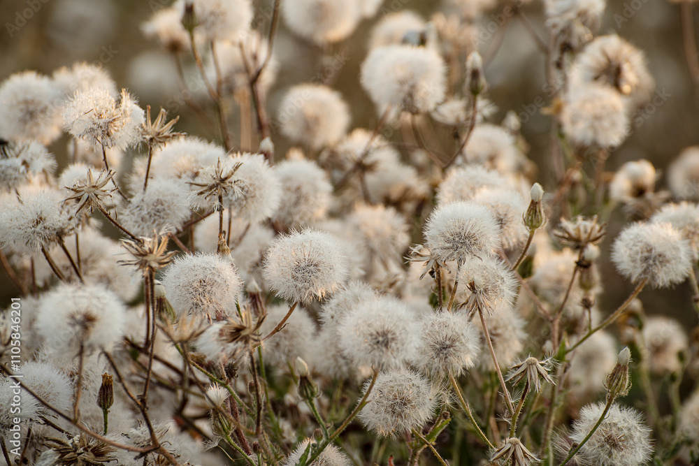 background of white fluffy dandelions background of white fluffy dandelions