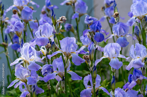 Lilac blue iris flowers, spring blossom of colorful irises in Provence, South of France, nature background