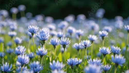 Obraz na płótnie Blooming Blue Wildflowers in a Sunlit Meadow w salonie