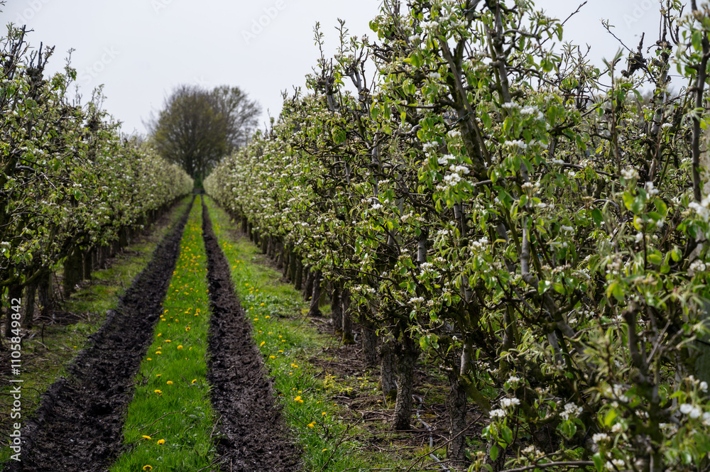 Organic farming in Netherlands, rows of blossoming conference pear trees on fruit orchards in Betuwe, Gelderland Organic farming in Netherlands, rows of blossoming conference pear trees on fruit orchards in Betuwe, Gelderland