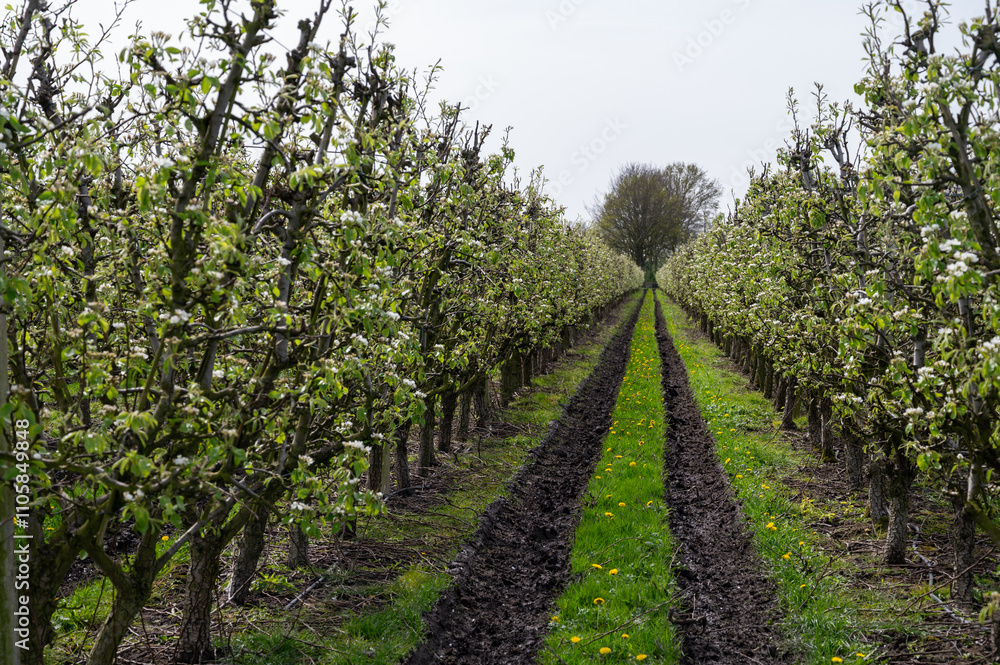 Organic farming in Netherlands, rows of blossoming conference pear trees on fruit orchards in Betuwe, Gelderland Organic farming in Netherlands, rows of blossoming conference pear trees on fruit orchards in Betuwe, Gelderland