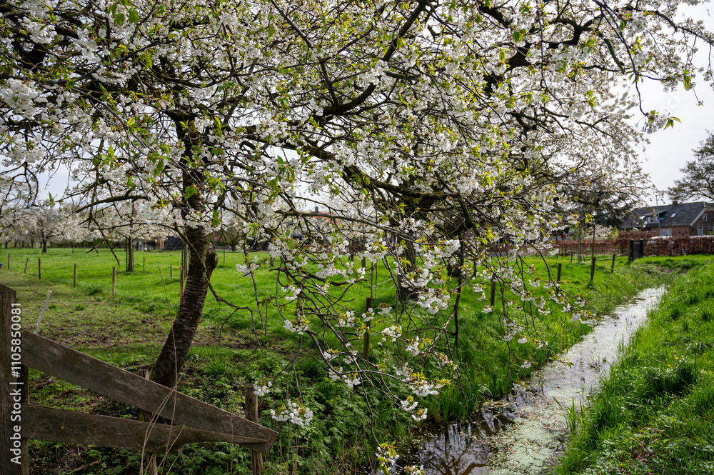 Spring blossom of cherry trees in orchard, fruit region Haspengouw in Belgium, nature landscape Spring blossom of cherry trees in orchard, fruit region Haspengouw in Belgium, nature landscape