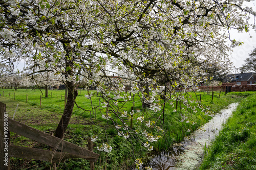 Spring blossom of cherry trees in orchard, fruit region Haspengouw in Belgium, nature landscape photo