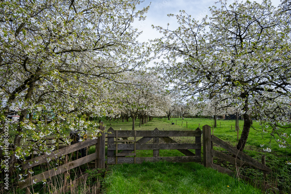 Spring blossom of cherry trees in orchard, fruit region Haspengouw in Belgium, nature landscape Spring blossom of cherry trees in orchard, fruit region Haspengouw in Belgium, nature landscape