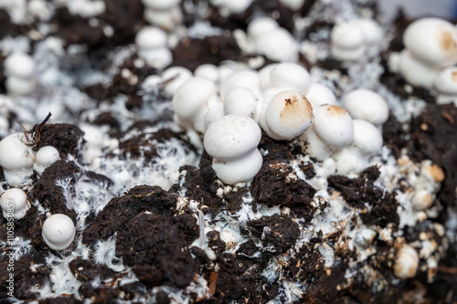 Growing of white champignons mushrooms, mycelium grow from compost into casing on organic farm in Netherlands, food industry in Europe