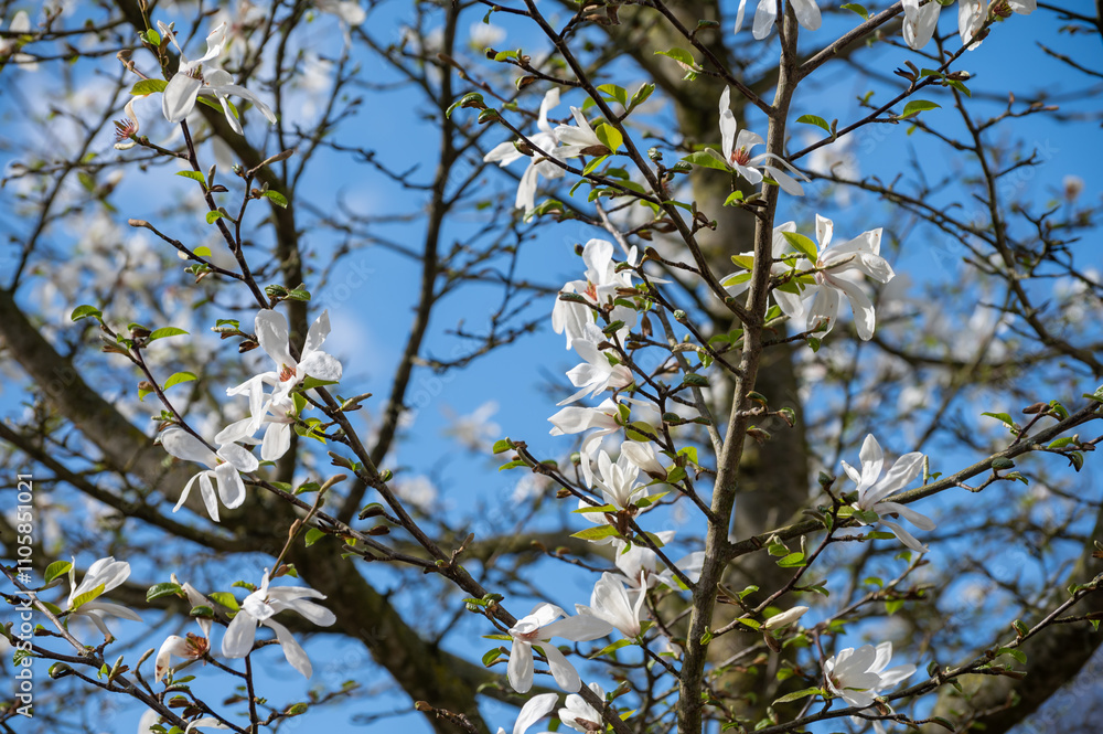 Spring blossom of white magnolia tree in sunny day with blue sky, seasonal flowers Spring blossom of white magnolia tree in sunny day with blue sky, seasonal flowers