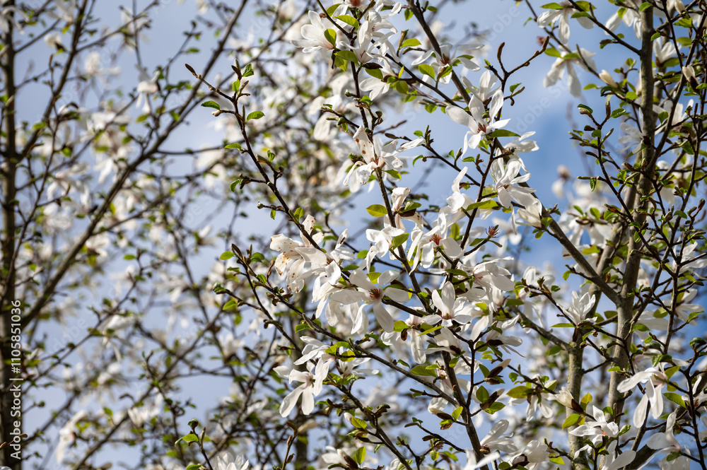 Spring blossom of white magnolia tree in sunny day with blue sky, seasonal flowers Spring blossom of white magnolia tree in sunny day with blue sky, seasonal flowers