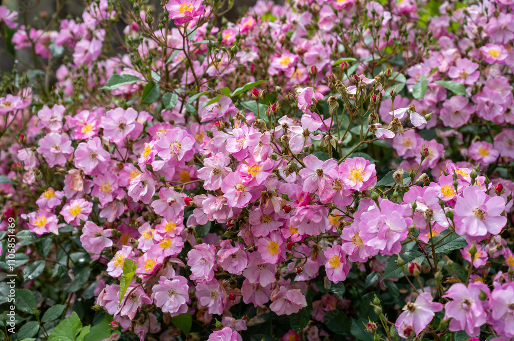 Blossom of pink rose rosehips flowers growing in public gardens in Bordeaux, France in sunny day. Blossom of pink rose rosehips flowers growing in public gardens in Bordeaux, France in sunny day.