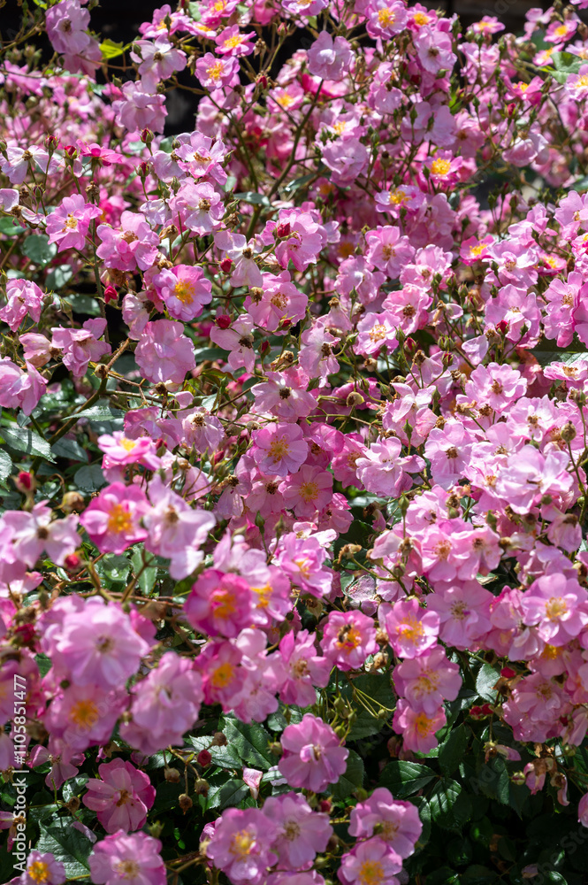 Blossom of pink rose rosehips flowers growing in public gardens in Bordeaux, France in sunny day. Blossom of pink rose rosehips flowers growing in public gardens in Bordeaux, France in sunny day.