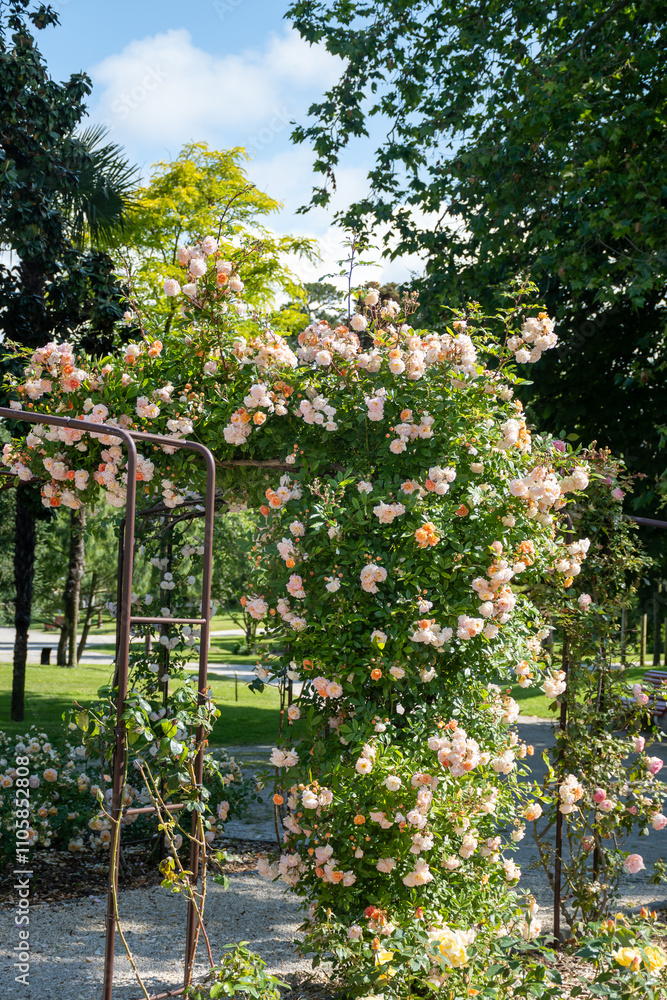 Blossom of white rose flowers growing in rosarium in public garden in Arcachon touristic town, France, in sunny day Blossom of white rose flowers growing in rosarium in public garden in Arcachon touristic town, France, in sunny day