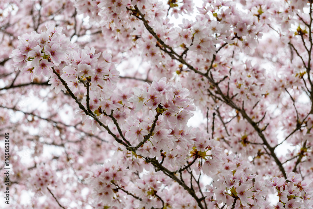 Spring blossom of Japanese white sakura tree, floral background Spring blossom of Japanese white sakura tree, floral background