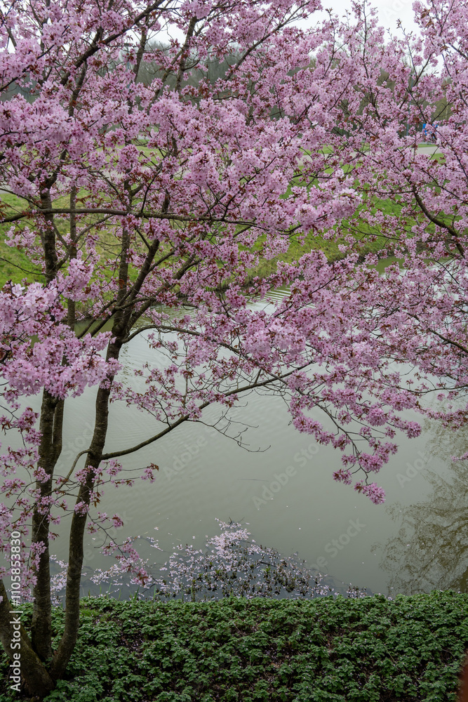 Spring blossom of pink sakura cherry tree in Japan Spring blossom of pink sakura cherry tree in Japan