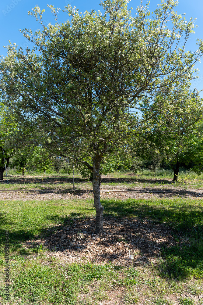 Fototapeta premium Truffle farm, cultivation of black winter Perigord truffles mushrooms, Tuber melanosporum, oak plantation, truffle hunting in winter on fields with oak trees