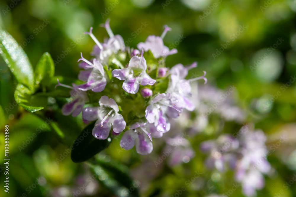 Spring blossom of pink aromatic kitchen herb thyme in garden Spring blossom of pink aromatic kitchen herb thyme in garden