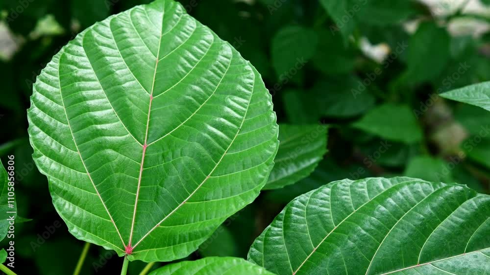Fresh leaves in a tropical forest swaying in the wind Fresh leaves in a tropical forest swaying in the wind