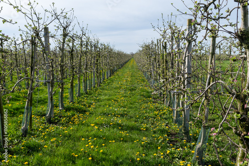 Pink blossom of apple fruit trees in springtime in farm orchards in sunny day, Betuwe, Netherlands photo